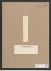 Pleurosigma sp. (de-Toni-Nr.: Genus 13) Zeichnungen Sammlung Grunow Nr. 2148 (NHMW-BOT-W0369195)